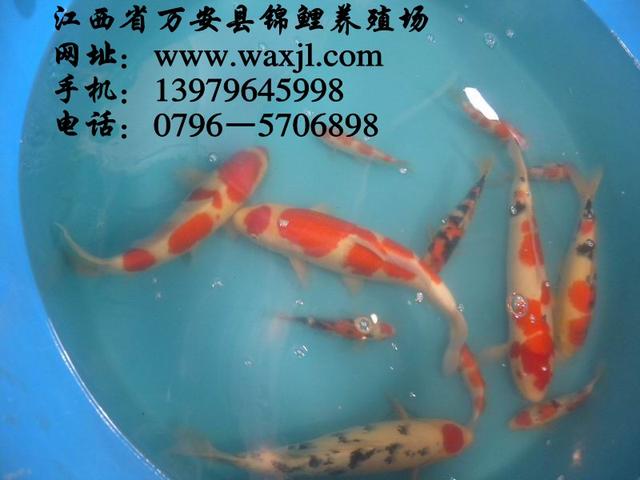 南平觀賞魚批發(fā)市場:想賣觀賞魚找什么門店