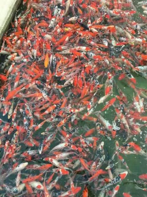 商洛觀賞魚(yú)批發(fā)市場(chǎng):瑪麗金魚(yú)為什么貴 觀賞魚(yú)批發(fā)