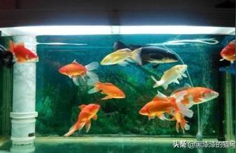 底濾魚缸糞便吸不干凈:2米魚缸糞便吹不走 魚缸百科