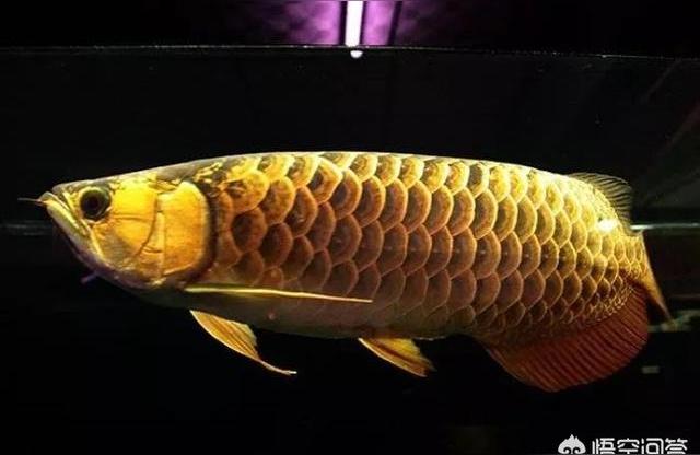 一米二的魚(yú)缸養(yǎng)龍魚(yú):我家魚(yú)缸12米水族養(yǎng)小紅龍12公分左右水清用老換水嗎