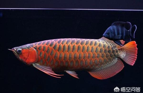 龍魚需要多大的魚缸:40魚缸可以養(yǎng)龍魚嗎