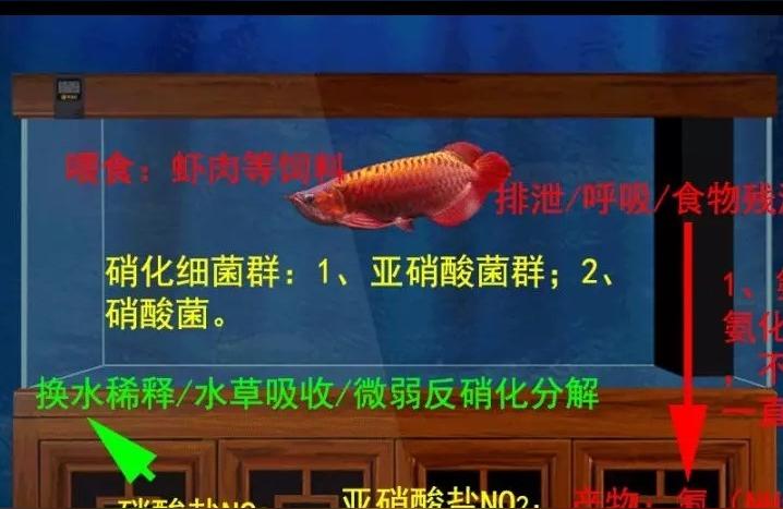 閩江魚缸官網(wǎng):彩蝶森林閩江這幾個魚缸哪個好 魚缸百科