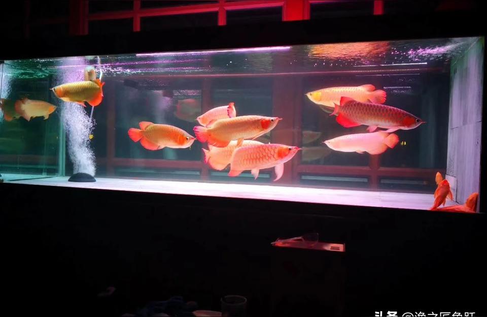 魚缸水族用品:魚缸里都需要什么