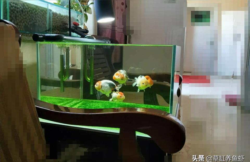 遼源魚缸水族箱批發(fā)市場:魚缸變形的原因及解決方法