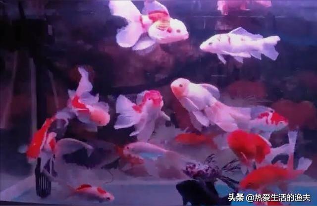 東營魚缸:東營花鳥魚蟲市場在哪