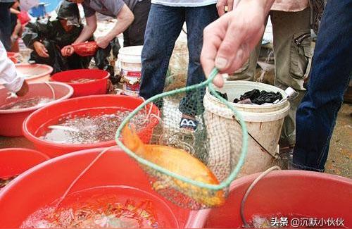 阿壩藏族羌族自治州觀賞魚批發(fā):水族館店的金魚是從哪里買的