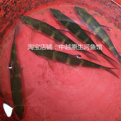 崇左觀賞魚(yú)批發(fā):廣西那里批發(fā)的魚(yú)最便宜