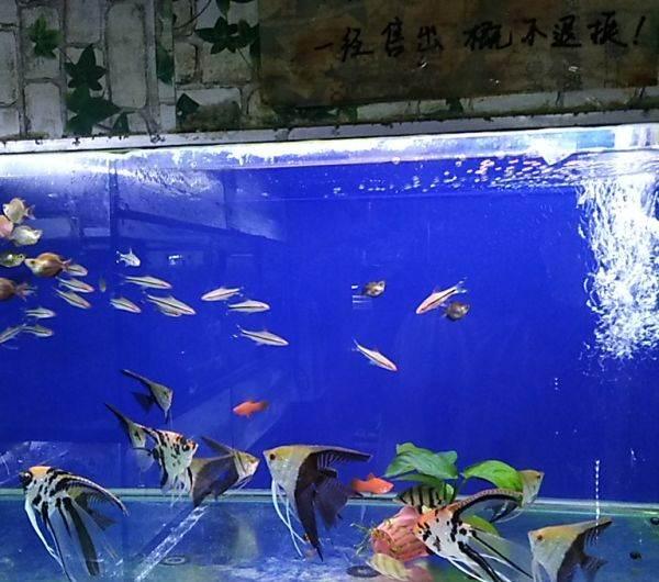 威海觀賞魚批發(fā):威海最大凍貨批發(fā)市場