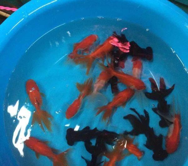 廈門觀賞魚批發(fā):廈門花鳥市場有賣鸚鵡的嗎 鸚鵡魚