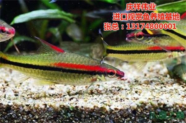 張家界觀賞魚批發(fā):湖南魚類批發(fā)基地有幾家哪家正規(guī)