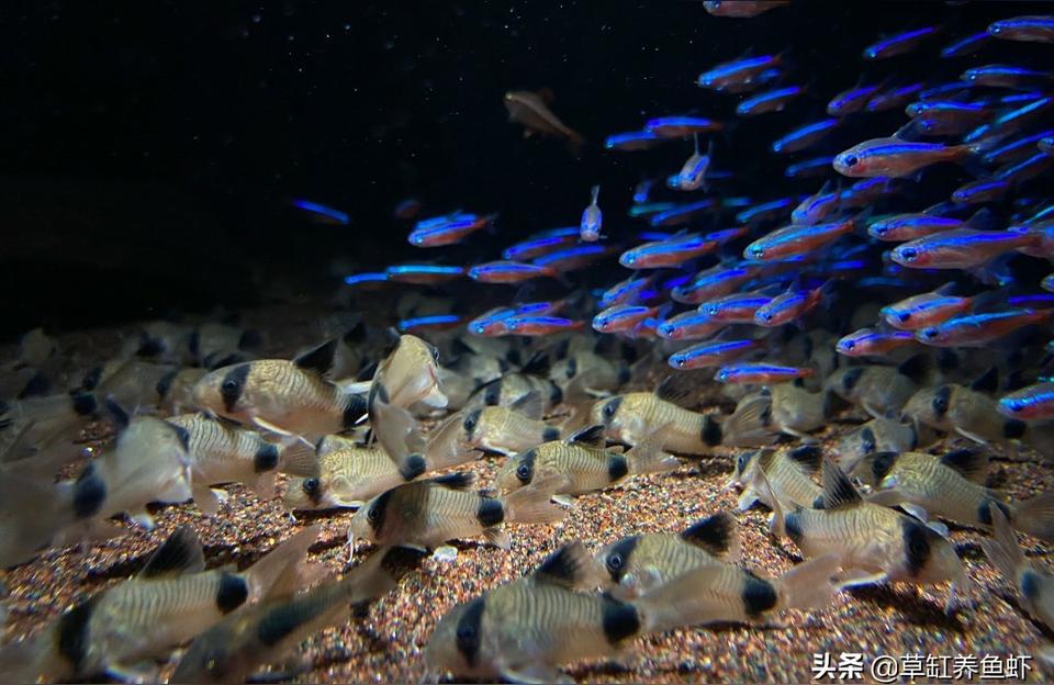 日照二手魚缸:魚缸放在陰涼處