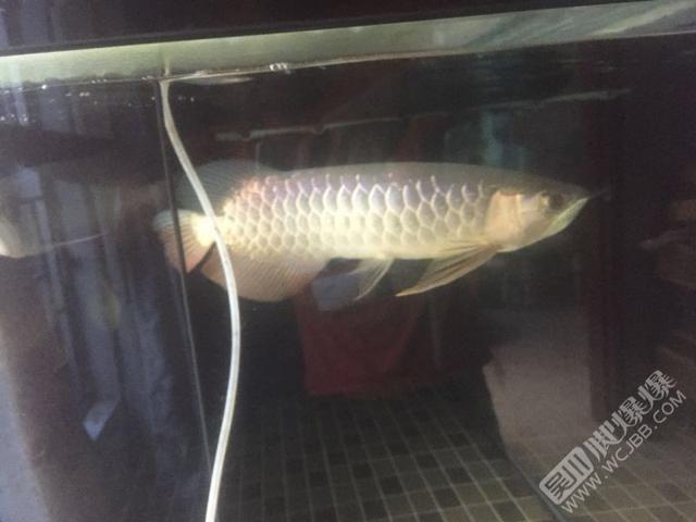 蚌埠二手龍魚:閑魚買龍魚靠譜嗎