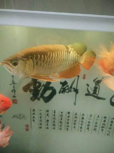 張家口二手龍魚:最小的金龍魚苗價(jià)格是多少