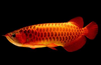 紅龍魚(yú)的:紅龍魚(yú)怎么養(yǎng)魚(yú)鱗更亮