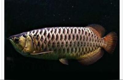 b過(guò)背金龍魚(yú):龍魚(yú)ab級(jí)怎么分 過(guò)背金龍魚(yú)