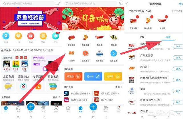 成年b級過背金龍魚圖片:金龍魚爬完背需要幾年