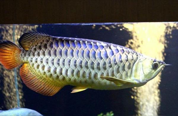 藍(lán)底過背金龍魚用什么燈光:6500k燈光對龍魚的用處