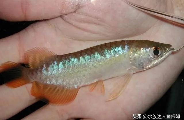 過背金龍魚魚苗:過背金龍魚可以把小魚放在缸里給它吃嗎 金龍魚百科