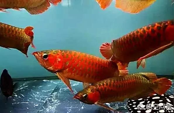 過(guò)背金龍魚入缸:古典過(guò)背金龍如何飼養(yǎng) 過(guò)背金龍魚