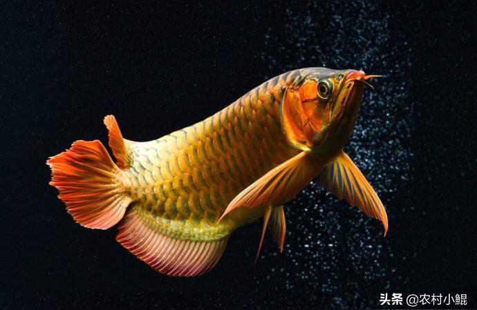 呼倫貝爾龍魚批發(fā):個(gè)人養(yǎng)殖什么觀賞魚能賺錢