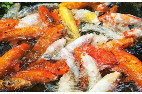 內(nèi)江龍魚批發(fā):桂花魚怎么做 龍魚批發(fā)