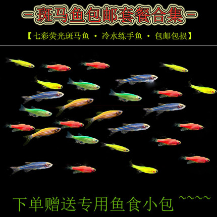 青蘋果斑馬魚:青蘋果斑馬魚怎么分辨雌雄