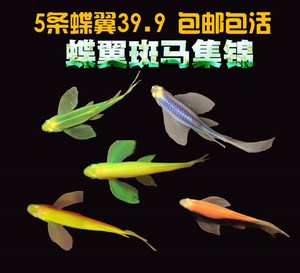 蝶翼熒光魚:買什么SUV合適啊