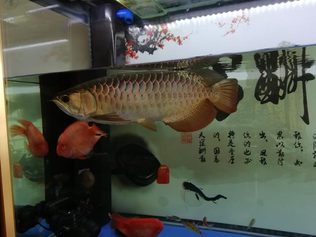 過(guò)背金龍魚(yú)《什么叫過(guò)背龍魚(yú)》 過(guò)背金龍魚(yú)