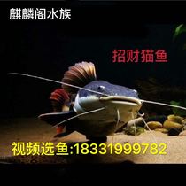 狗仔招財(cái)貓魚《招財(cái)貓魚的同類》