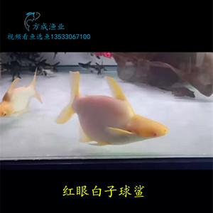 白子球鯊魚《中型魚都有什么品種》 白子球鯊魚