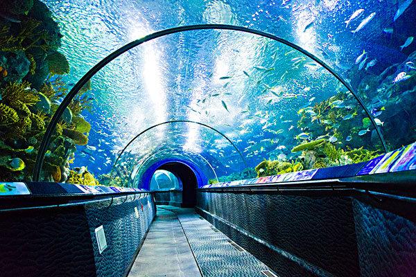 北京哪里有水族館（店）:北京水族館和上海水族館哪個(gè)好