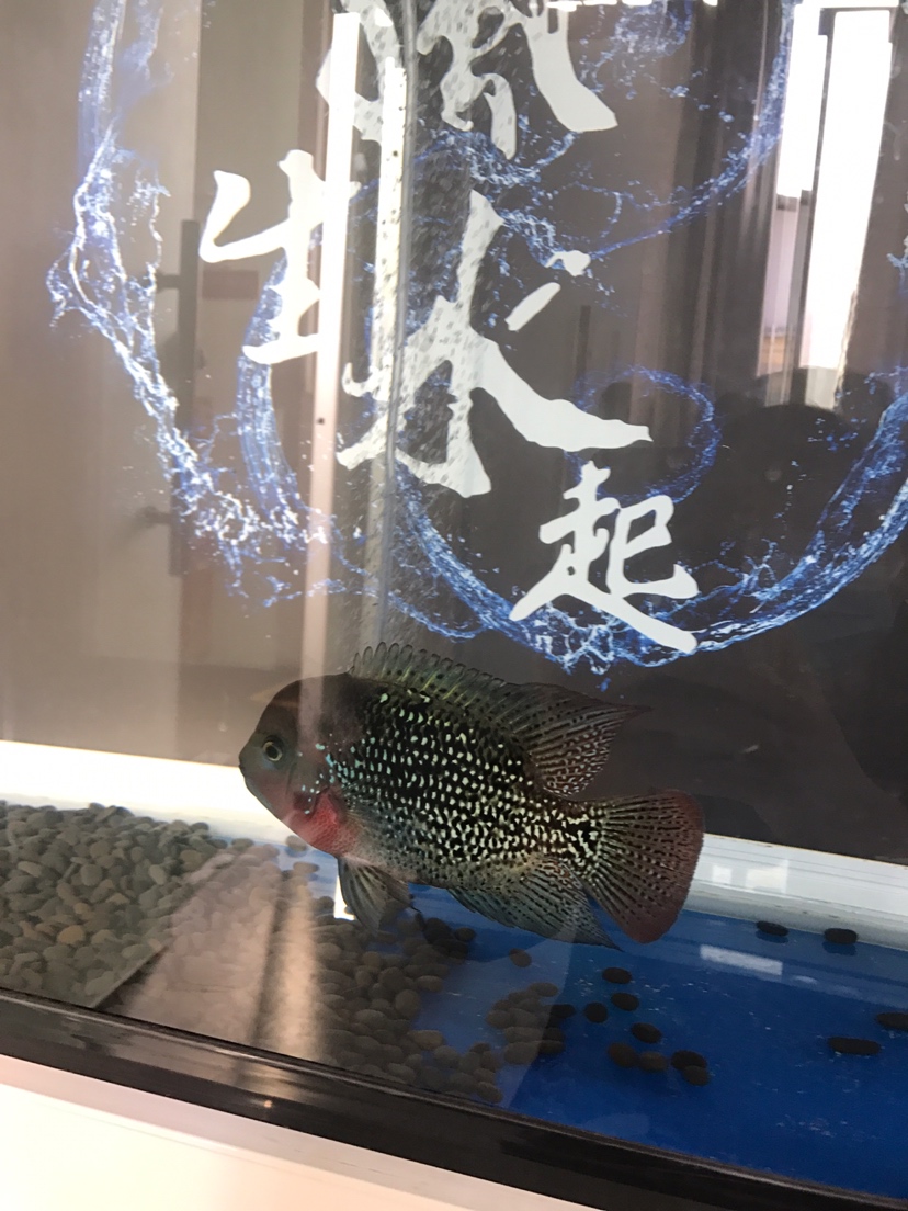 新魚報(bào)到 斯維尼關(guān)刀魚