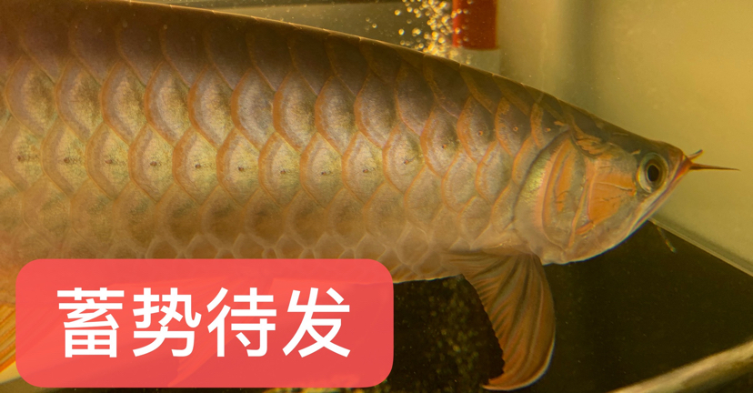 看圖說(shuō)養(yǎng)魚(yú)300字真的不夠發(fā) PH調(diào)節(jié)劑 第7張