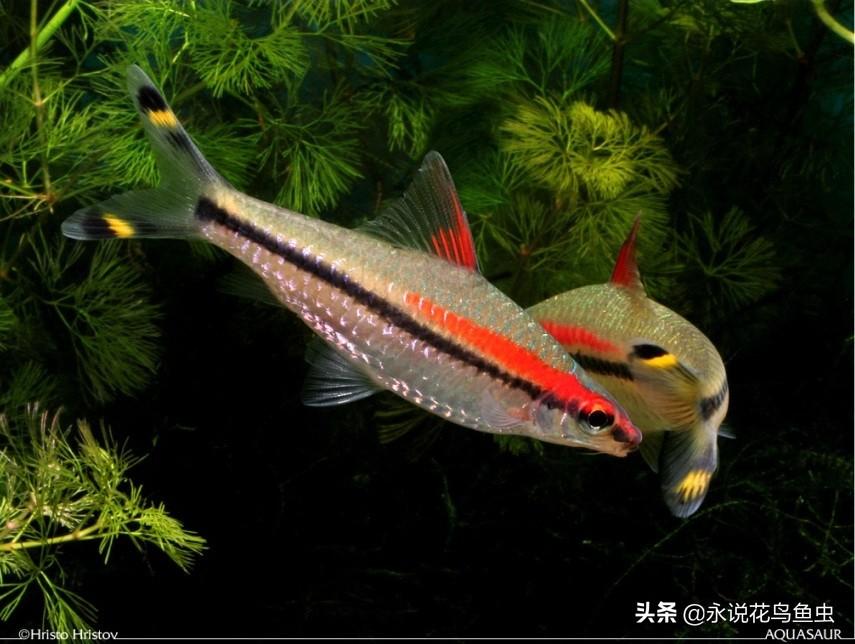 一眉道人魚(yú)《黃化一眉咬其他魚(yú)嗎》 一眉道人魚(yú)