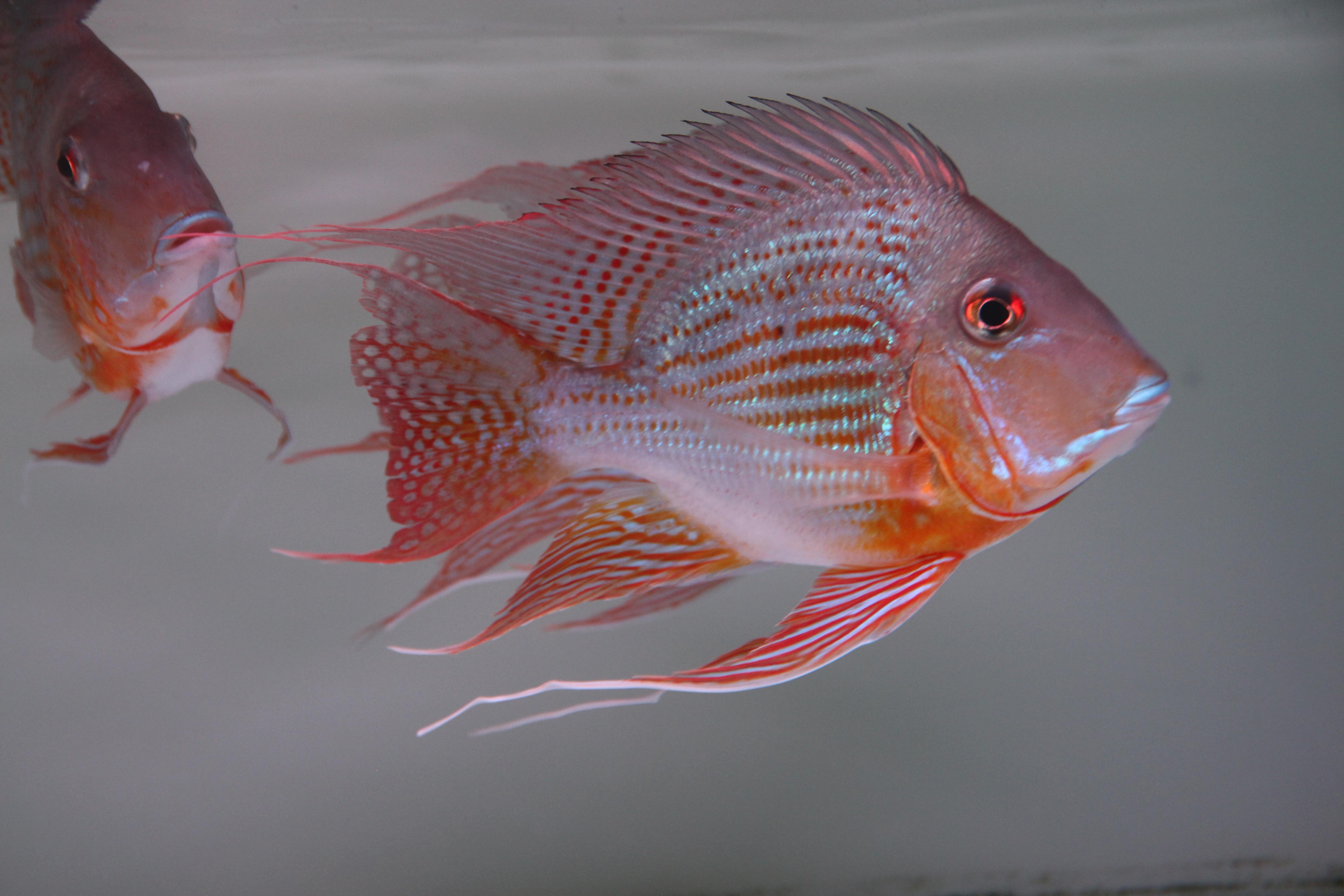 元寶鳳凰魚《在農村你聽過最毀三觀的事是什么》 進口元寶鳳凰魚