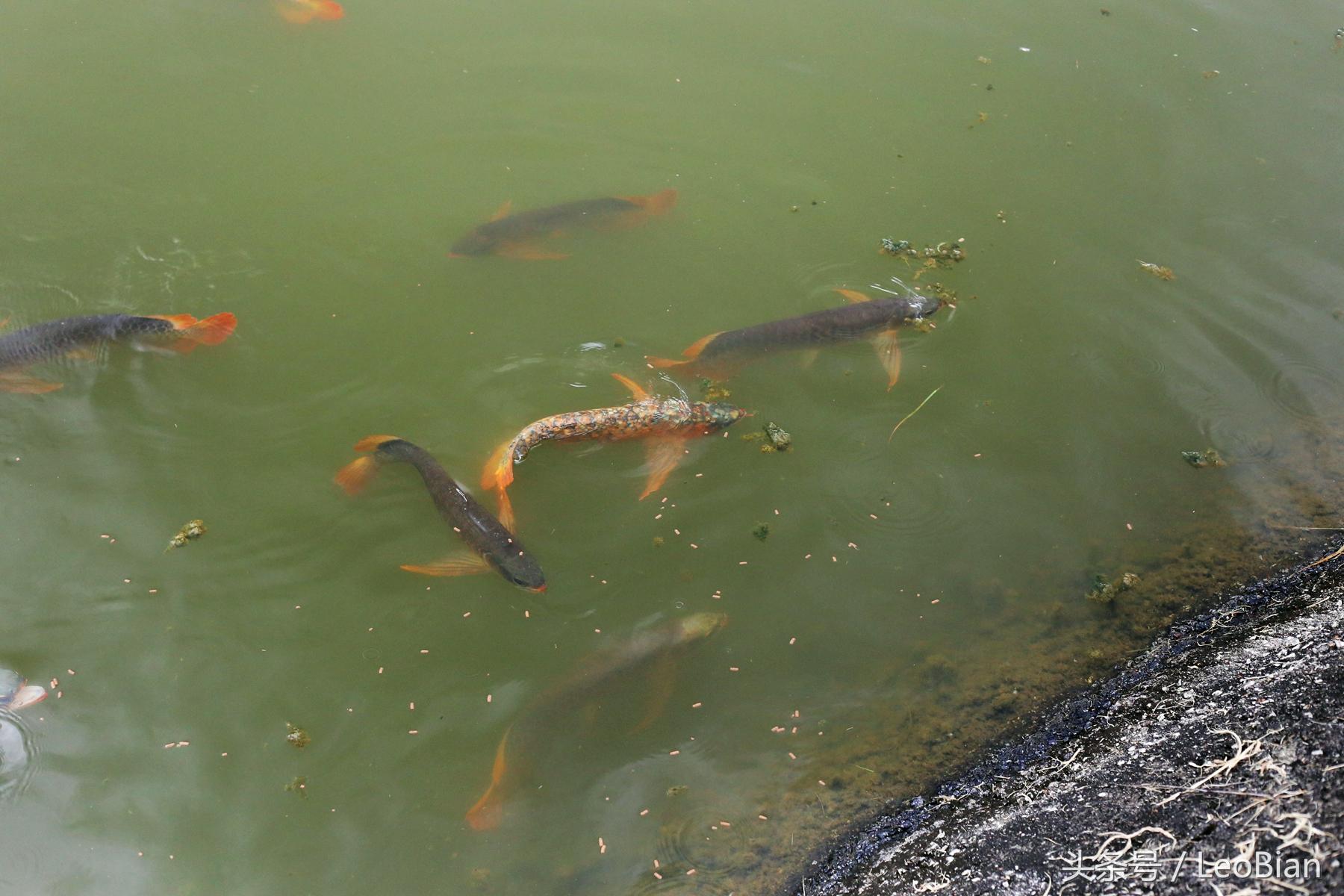 紅龍魚大概多錢一條《陸上最貴的魚》