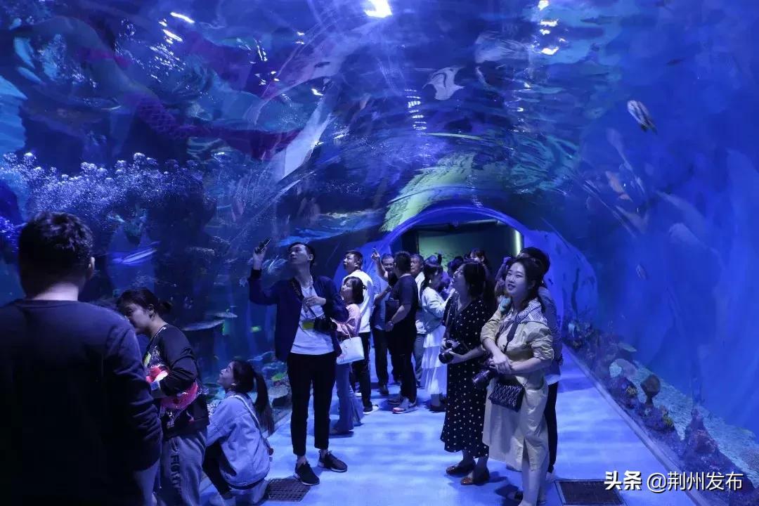 荊州哪里有水族館（店）:有哪些適合帶孩子玩樂的地方推薦 觀賞魚水族批發(fā)市場