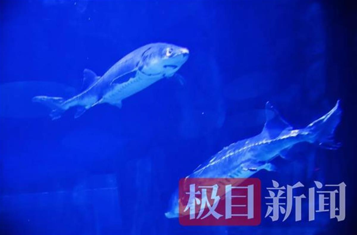 昆明哪里有水族館（店）:昆明海底世界海洋館怎么樣 觀賞魚水族批發(fā)市場