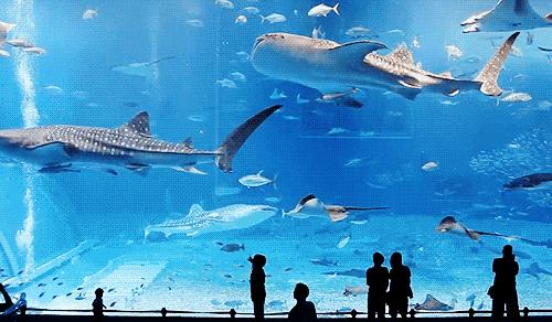 內(nèi)江哪里有水族館（店）:內(nèi)江海洋館一般玩多久 觀賞魚水族批發(fā)市場(chǎng) 第1張