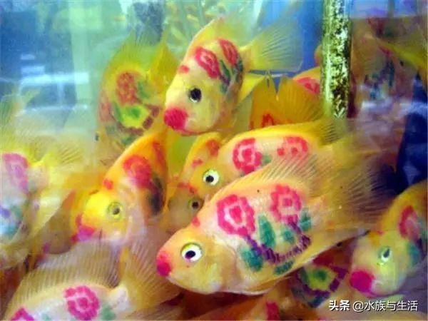 辦公室風水魚養(yǎng)幾條