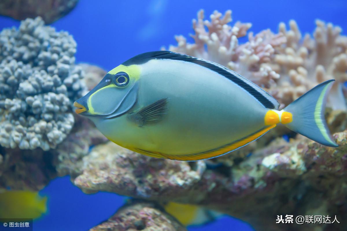 家庭養(yǎng)什么魚最旺風(fēng)水 魚缸風(fēng)水