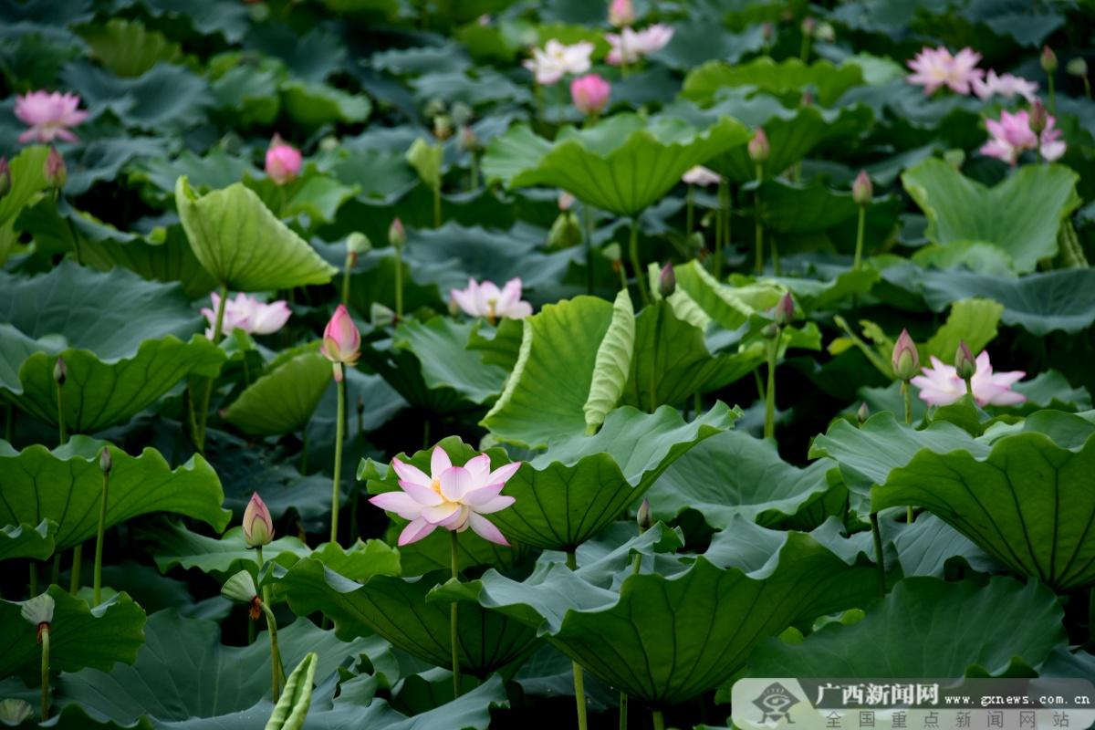 崇左魚池水泵設(shè)備