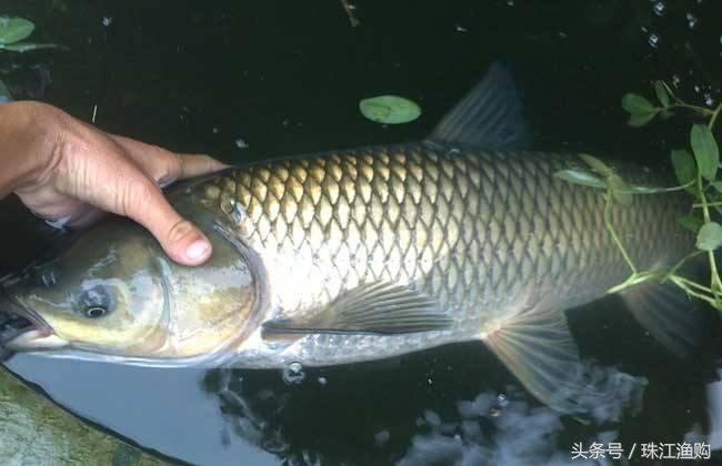 韶關(guān)魚池水泵設(shè)備