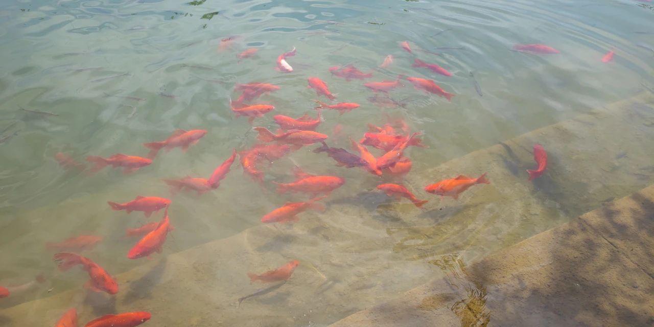 石家莊魚池水泵設(shè)備 廣州水族器材濾材批發(fā)市場