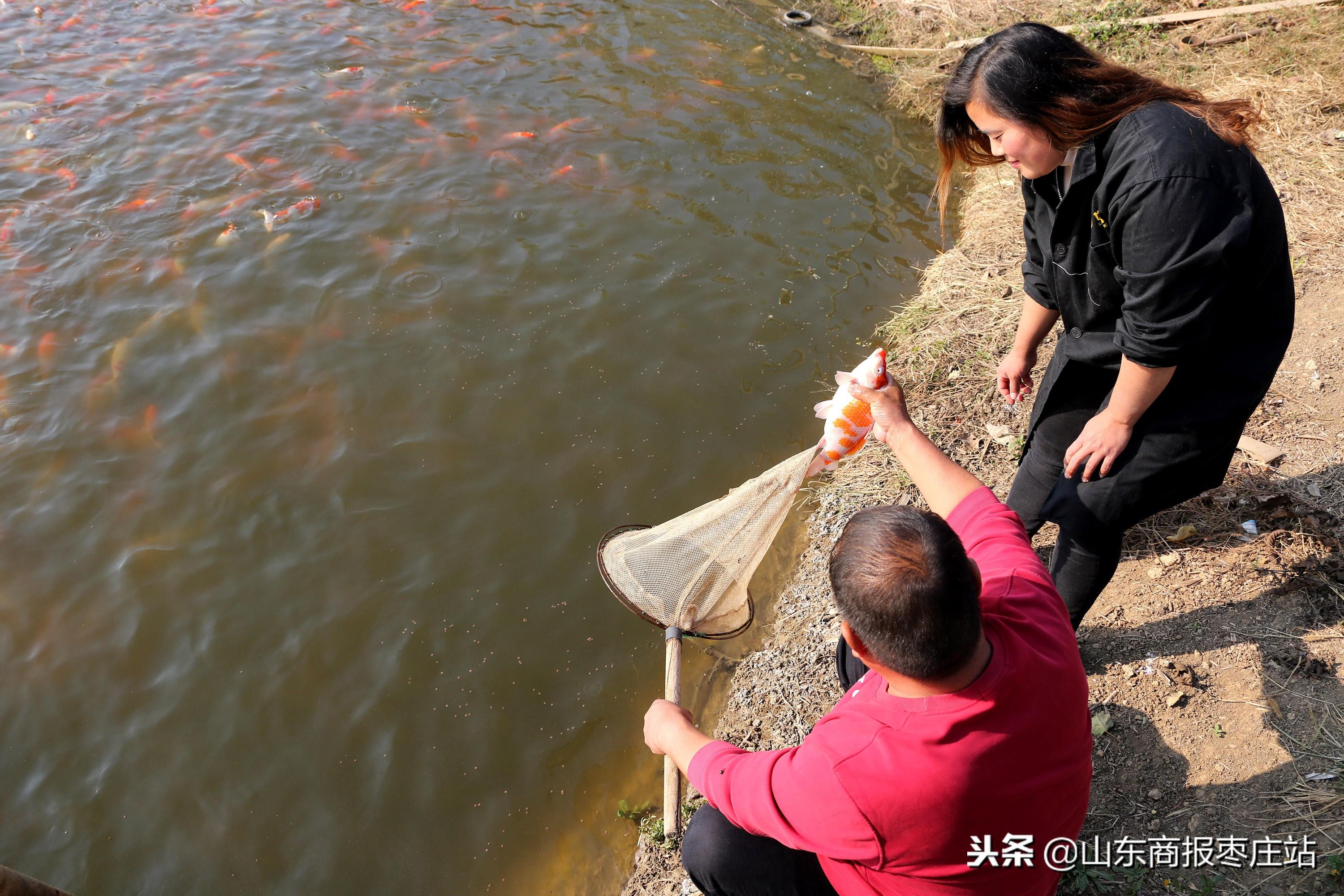 棗莊魚(yú)池水泵設(shè)備