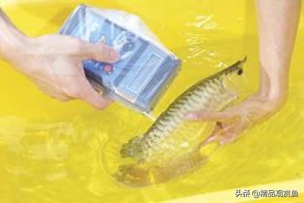 金龍魚官方網(wǎng)站