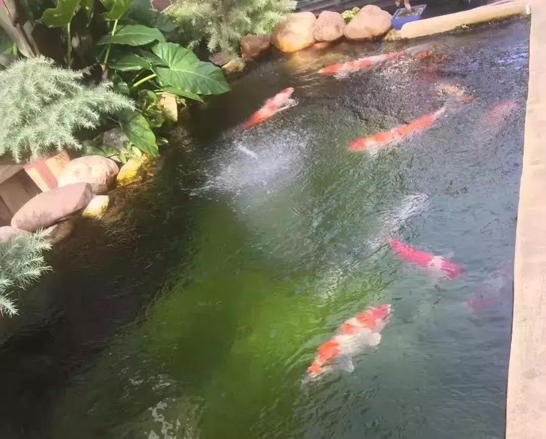 體內(nèi)菌蟲去除劑 廣州水族器材濾材批發(fā)市場