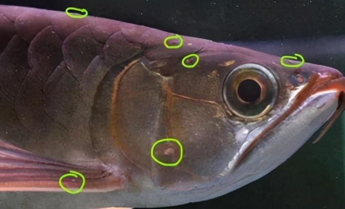 龍魚白點去除劑 廣州水族器材濾材批發(fā)市場