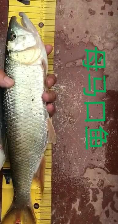 魚公母對(duì)照表圖 龍魚批發(fā)