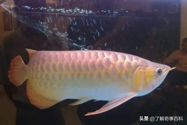 金龍魚不吃東西怎么辦